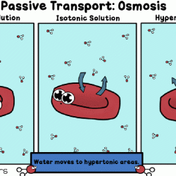 Amoeba sisters video recap osmosis answers