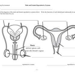 Reproductive male system diagram