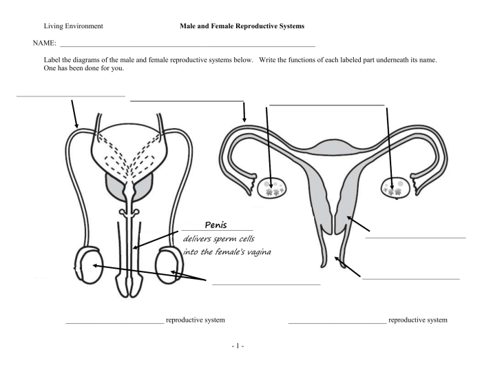 Reproductive male system diagram