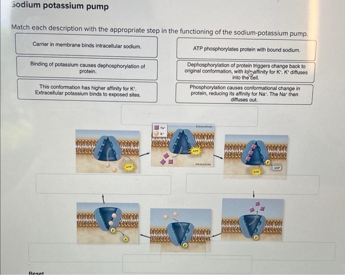 Match each description with the appropriate step in protein secretion