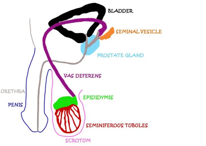 Reproductive male system shutterstock vector stock search pic