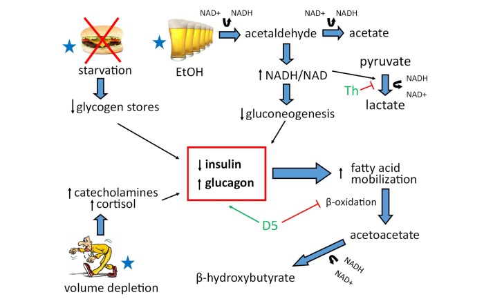 Ketoacidosis ketone diabetic lipolysis ketones occurs fatty acids gluconeogenesis glycogenolysis produces