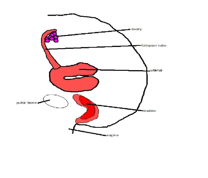 Unlabeled diagram of the male reproductive system