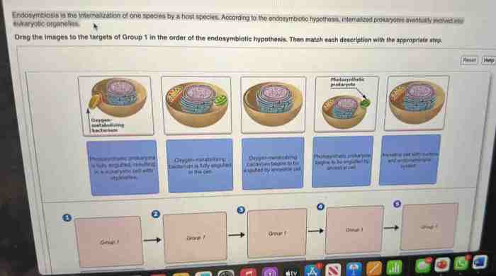 Match each description with the appropriate step in protein secretion