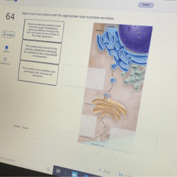 Protein pathway secretory synthesis proteins sorting synthesized er golgi membrane plasma lumen packaged vesicles extracellular vacuole destined transported sorted