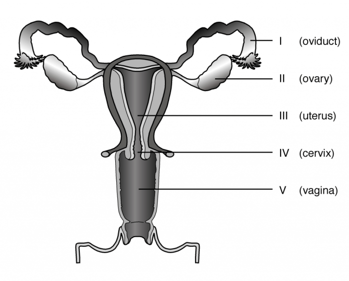 Unlabeled diagram of the male reproductive system