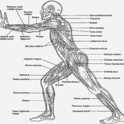 Anatomy and physiology coloring workbook body tissues